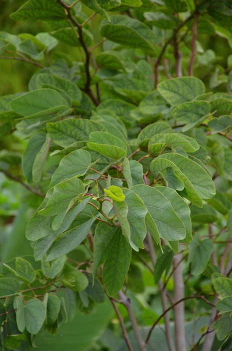 Bauhinia variegata (2)